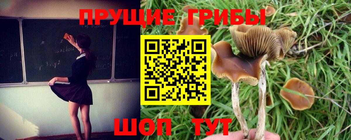 Псилоцибиновые грибы Cubensis Саров